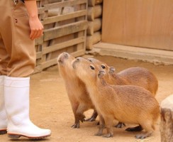 Капибара: особенности содержания в домашних условиях