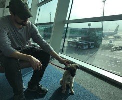 Данила Козловский: мечтал о лабрадоре — приютил дворняжку