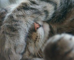 Особенности лечения гноящихся глаз у кошек