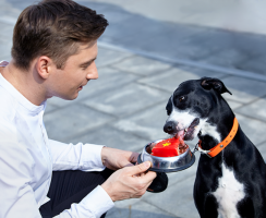 Звёзды шоу-бизнеса, которые помогают бездомным животным