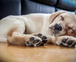 Спящая собака: почему её нельзя будить и как сделать это правильно