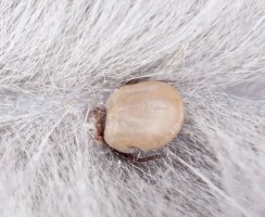 Клещ у кошки: обнаружить и устранить