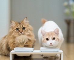 Корм для кошек Gina: готовые рационы для домашних любимцев