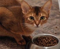 Корм для кошки: как выбрать качественный