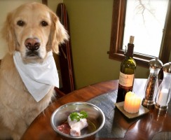 Почему собакам нельзя солить еду и чем это опасно