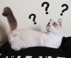 21 способ сказать «кыс-кыс»: как подзывают кошек в разных странах