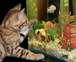 Необычные и недорогие жители аквариума