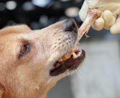 Почему собакам нельзя давать куриные кости