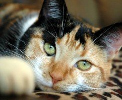 Цестал для кошек: безопасный и эффективный противоглистный препарат