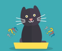 Почему кот не может сходить по-маленькому и как ему помочь
