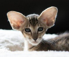 Кошки с большими ушами: обзор самых популярных пород
