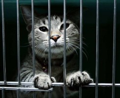 Самые жестокие коты-убийцы: топ 5 историй