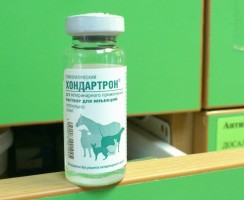 Хондартрон: гомеопатия для крепких суставов кошки