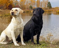 Модные породы собак в 2019 году: мода требует жертв