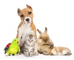 Необычное супружество: кто вступает в браки с животными и где это разрешено