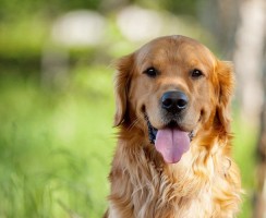 Любимые породы собак у американцев: десятка лучших