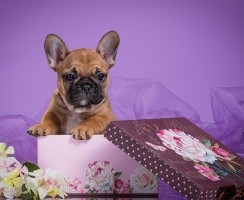 Почему нельзя дарить собаку: 5 причин и последствия