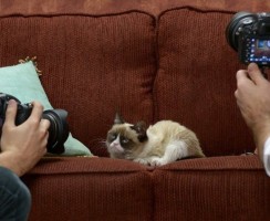 Почему нельзя фотографировать кошек: мистические и научные версии