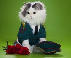В каких странах кошки носят униформу и состоят на службе