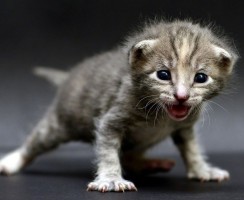 «Мяу» на 10 языках: как разговаривают кошки в разных странах