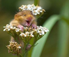 Смех с мехом: какие животные умеют смеяться и улыбаться