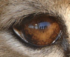 Глаза животных и человека: много ли у них общего