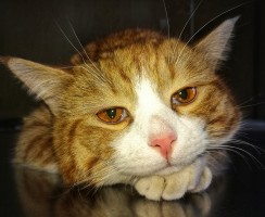 Как помочь кошке при отравлении: первая помощь и лечение недуга