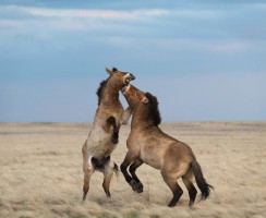 Вернувшиеся к жизни: животные, которых считали вымершими, а потом нашли