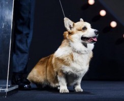 Иван Ургант и его верный друг Компот