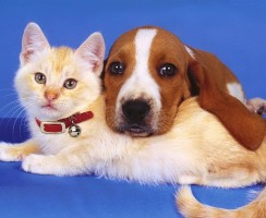 Кого в мире больше: кошатников или собачников?