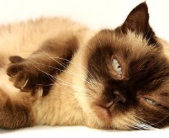 Что делать, если у кошки горячий нос