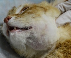 Абсцесс у кошки: как распознать опасность