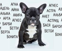 4 причины, по которым не стоит называть собаку человеческим именем