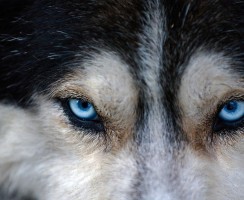 Почему собакам нельзя смотреть в глаза