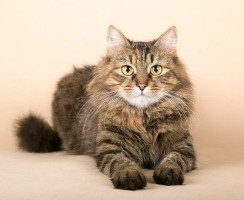 Воспалительные заболевания мочевыделительной системы: что такое цистит у кошек и как от него избавиться