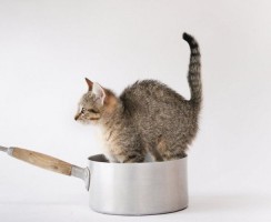 Суп с котом и пирожки с котятами: 5 стран, где едят кошек