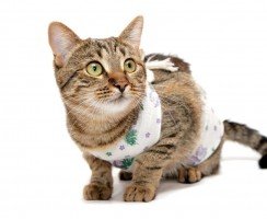 Как правильно кормить стерилизованных и кастрированных кошек и котов