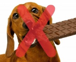 ШокоЯд: почему собакам нельзя давать шоколад