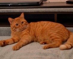 Кот Баюн: эффективное успокоительное средство для кошек