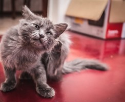 Зудневая чесотка (нотоэдроз): помогаем кошке перестать чесаться