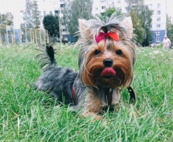 Собаки с волосами вместо шерсти: особенные породы с большими запросами