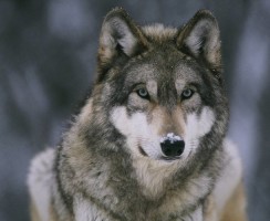 Почему волки лают так редко