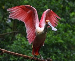 Экзотические птицы: топ-7 самых необычных пород