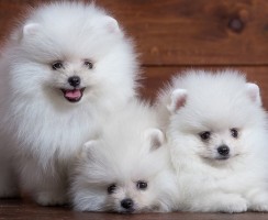 Самые пушистые животные на планете