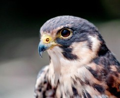 Со скоростью птицы: ТОП-12 самых быстрых пернатых