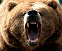 Кто сильнее: медведь или горилла — выявляем победителя