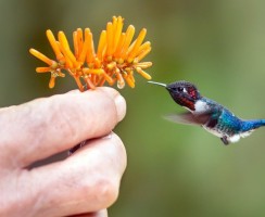 Птички-невелички: ТОП-10 самых маленьких пернатых