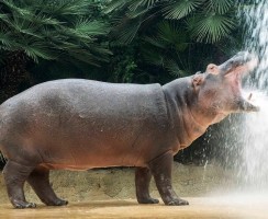 Топ-12 самых тупых животных в мире