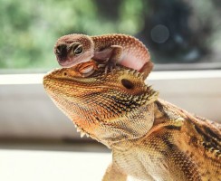 Непорочное зачатие по-звериному: животные, которым для размножения не нужен партнёр