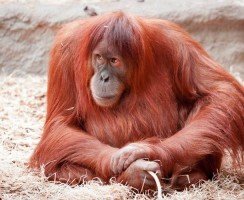 Топ-10 самых умных животных в мире